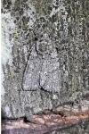 Acronicta rumicis