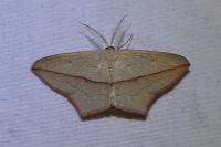 Timandra comae