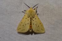 Spilosoma lubricipeda
