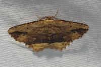 Menophra abruptaria