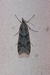 Eudonia angustea