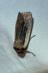 Ochropleura plecta