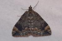 Dysstroma truncata