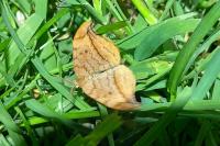 Drepana curvatula