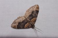 Xanthorhoe ferrugata