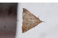 Hypena proboscidalis