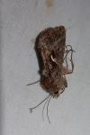 Autographa gamma