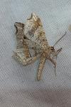 Macaria notata