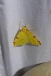 Opisthograptis luteolata