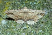 Menophra abruptaria