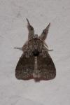 Calliteara pudibunda