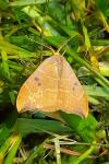 Watsonalla binaria