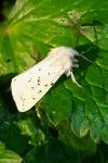 Spilosoma lubricipeda