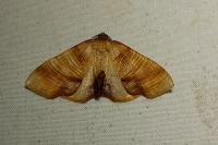 Plagodis dolabraria
