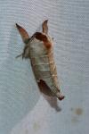 Clostera curtula