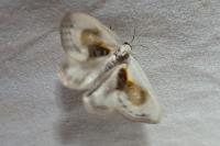Cilix glaucata