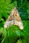 Phlogophora meticulosa
