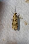 Eudonia angustea