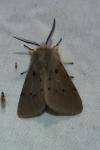 Diaphora mendica