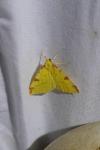 Opisthograptis luteolata