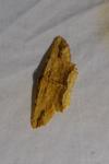 Menophra abruptaria