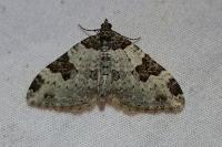 Xanthorhoe fluctuata