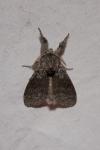 Calliteara pudibunda