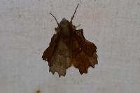 Selenia lunularia