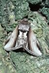 Pheosia gnoma