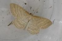Idaea macilentaria