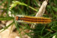 Lasiocampa trifolii trifolii