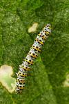 Cucullia verbasci