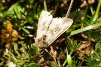 Autographa gamma