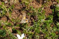 Macroglossum stellatarum