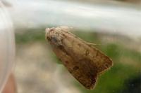 Caradrina clavipalpis