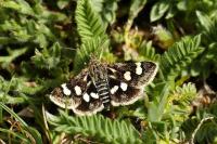 Eurrhypis pollinalis