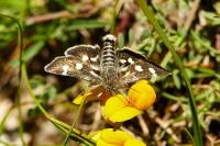 Eurrhypis pollinalis