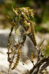 Cydalima perspectalis