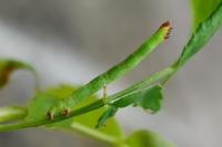 Anticlea derivata