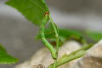 Anticlea derivata