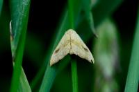 Rivula sericealis