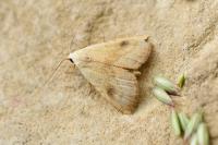 Rivula sericealis