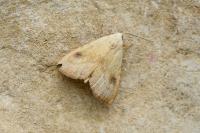Rivula sericealis