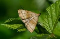 Herminia tarsicrinalis