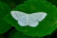 Scopula floslactata