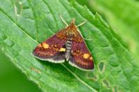 Pyrausta aurata