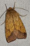 Pyrrhia umbra