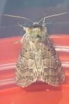 Tethea ocularis