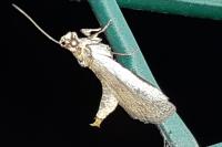Denticera divisella