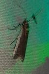 Denticera divisella